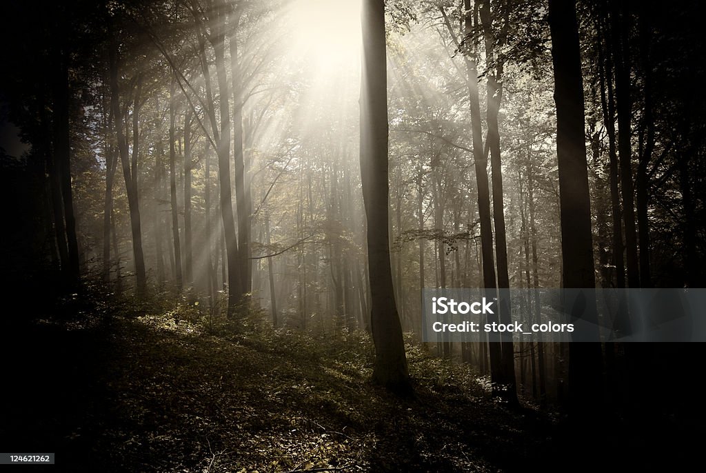 like in my dream forest view with sunlight Forest Stock Photo