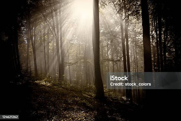 Like In My Dream Stock Photo - Download Image Now - Forest, Glade, Dark