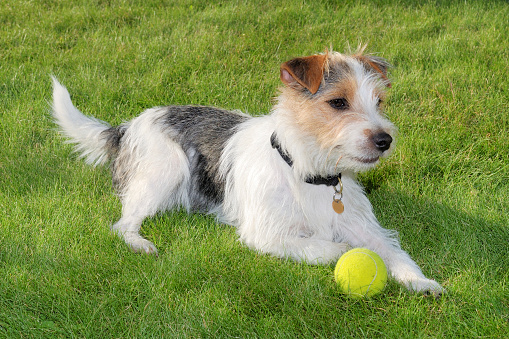 Parson Russell Terrier with tennis ball.