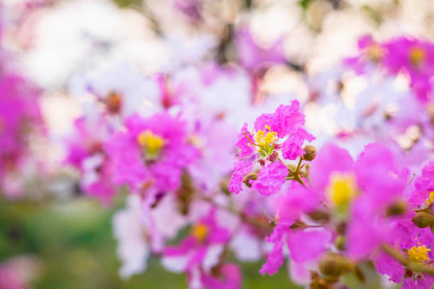 istock Colorful flower and fiower background 1246225043