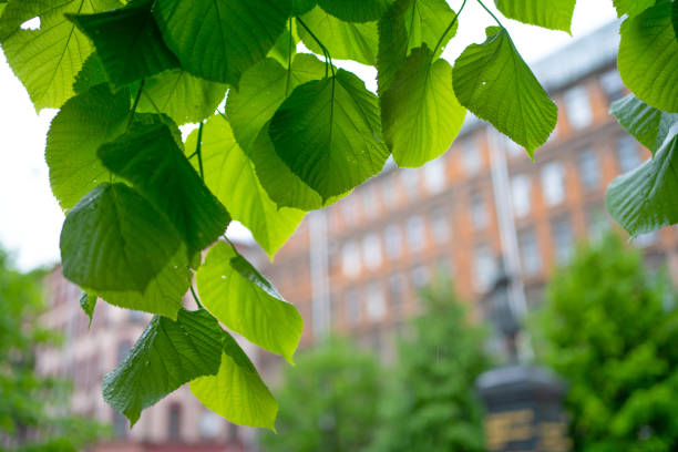 green tree branches on the background of the city