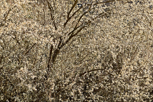 Flowers of the plum tree - Prunus domestica.