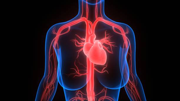 istock Human Circulatory System Heart Anatomy 1246247018