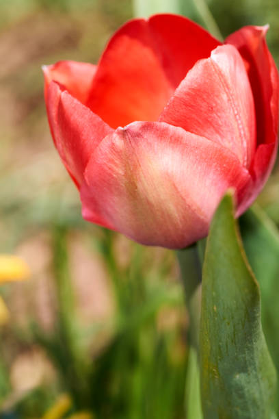 istock The first blooming red tulip bud in a spring flower bed. 1246249257