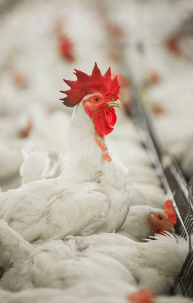 istock rooster cock in a poultry farm 1246252560