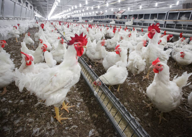 galli galli in un allevamento di pollame - young bird poultry chicken livestock foto e immagini stock