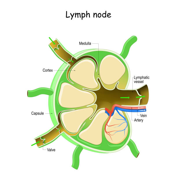 Lymph Node Anatomy. Lymph Node Anatomy. Labeled diagram showing the flow of lymph. Afferent and efferent vessels. Vector illustration lymphatic system stock illustrations