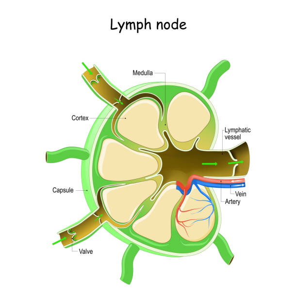 Lymph Node Anatomy. Lymph Node Anatomy. Labeled diagram showing the flow of lymph. Afferent and efferent vessels. Vector illustration medulla stock illustrations
