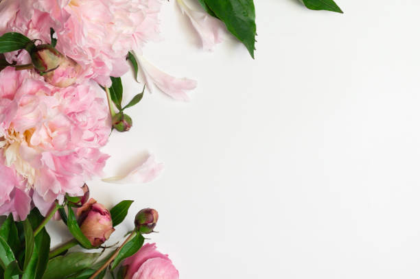 istock Peony Flat lay. Beautiful peony flower for any holiday 1246258662
