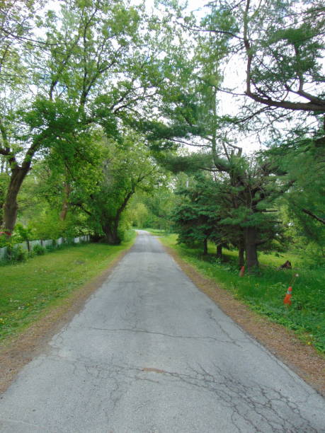 istock Isolated country road with trees in vertical 1246258667