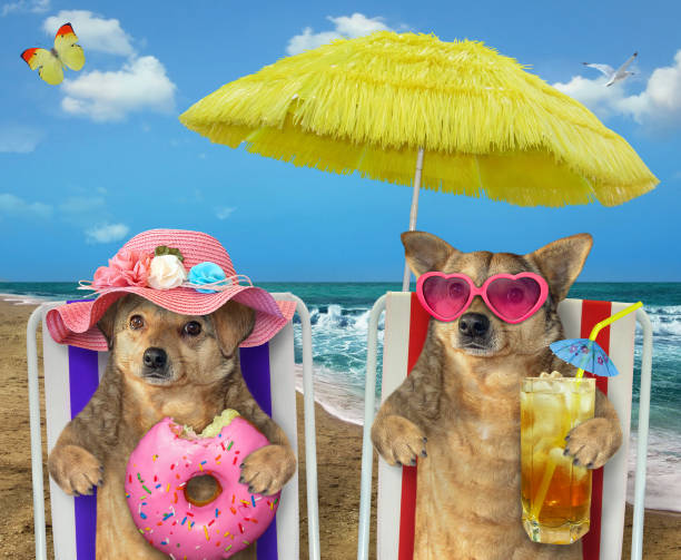 istock Couple of dog resting on beach 2 1246264199