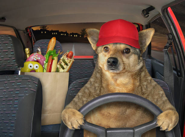 istock Dog in red cap driving car 1246264203