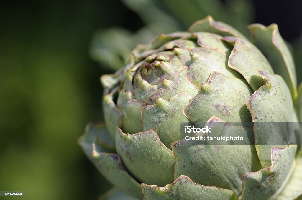 Globe Artichoke  Artichoke Stock Photo