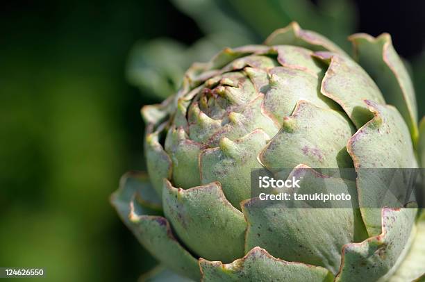 Globe Artichoke Stock Photo - Download Image Now - Artichoke, Cardoon, Color Image