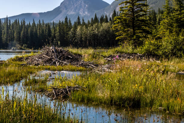 istock Late spring in the park, Bow Valley Provincial Park, Alberta, Canada 1246266344