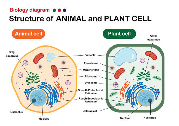 schemat biologii pokazuje strukturę komórek zwierzęcych i roślinnych - komórka roślinna stock illustrations