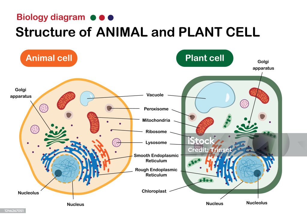 Biology Diagram Show Structure Of Animal And Plant Cell Stock Illustration  - Download Image Now - iStock