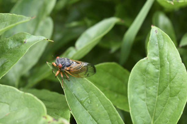 istock Seventeen-Year Cicada on Peony Leaf 1246271382