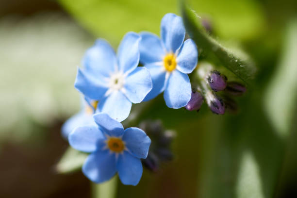 istock Myosotis, forget-me-not in the Eifel, Germany photographed in spring 1246280174