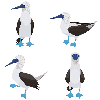 Blue-footed booby in different poses. Tropical bird in cartoon style.