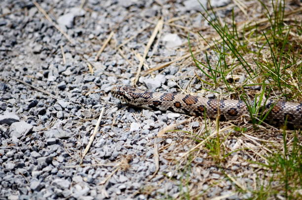 istock Eastern Milksnake in the wild 1246280983