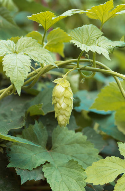 istock Green fresh hop cones for making beer and bread 1246288557
