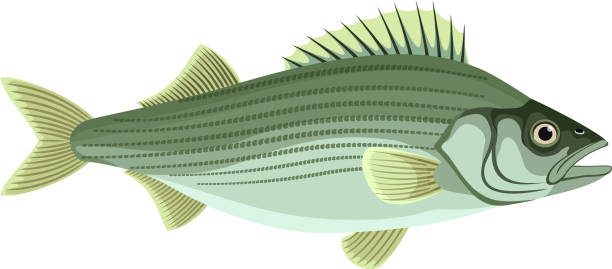 illustrations, cliparts, dessins animés et icônes de vectorielle basse rayée de l’atlantique isolée - rockfish