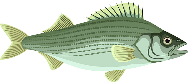 vector Atlantic striped bass isolated