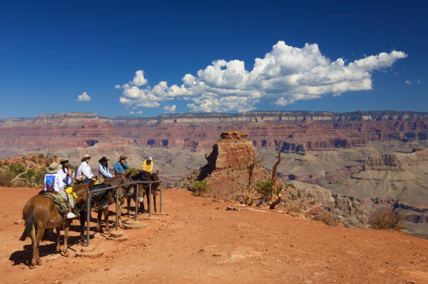 grand canyon - mule grand canyon canyon riding photos et images de collection