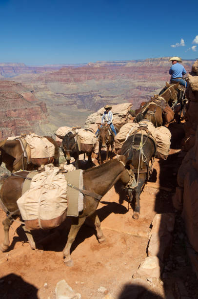 grand canyon - mule grand canyon canyon riding photos et images de collection