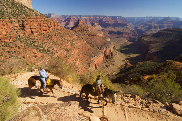 grand canyon - mule grand canyon canyon riding photos et images de collection