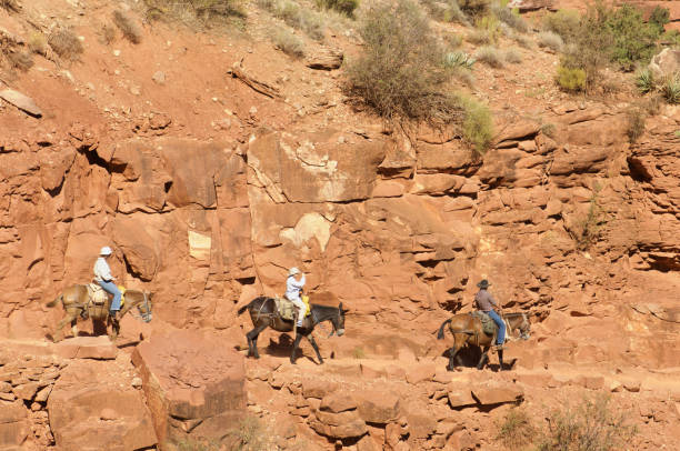 grand canyon - mule grand canyon canyon riding photos et images de collection