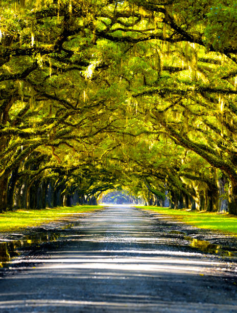 istock Oak road in plantation. 1246293633