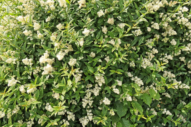 White flowering liqueur hedge - Ligustrum vulgare White flowering privet hedge privet stock pictures, royalty-free photos & images