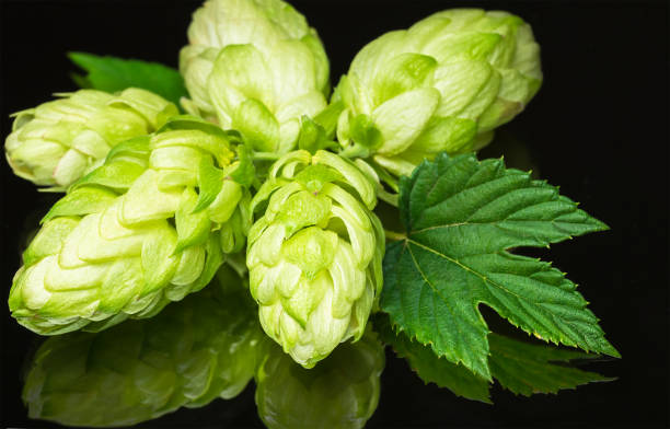 istock Green fresh hop cone on dark background for beer 1246294282