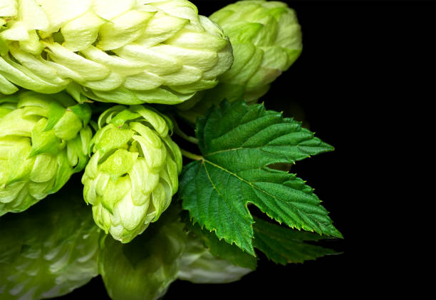 istock Green fresh hop cone on dark background for beer 1246294291