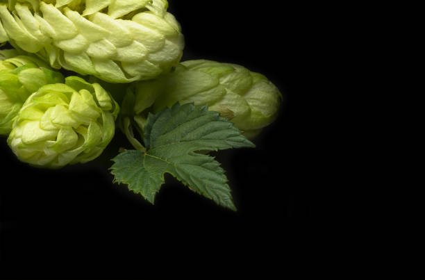 istock Green fresh hop cone on dark background for beer 1246294316