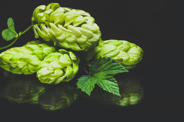 istock Green fresh hop cone on dark background for beer 1246294344