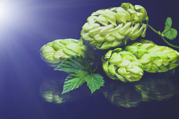 istock Green fresh hop cone on dark background for beer 1246297957