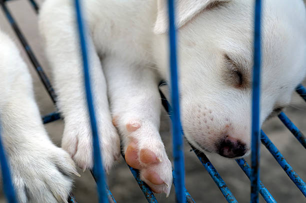 istock puppy dog on sale 124629928