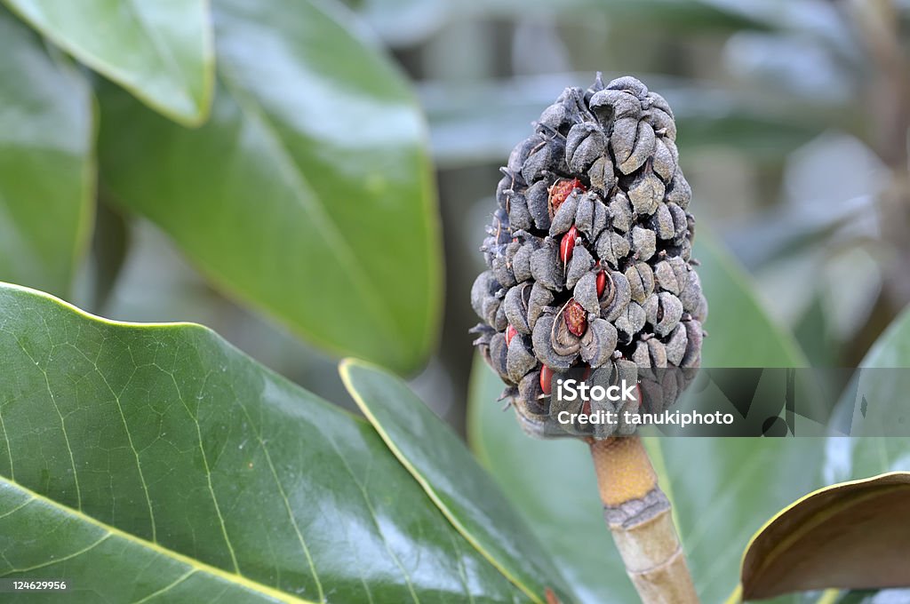 ripe magnolia fuit  Color Image Stock Photo