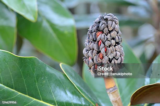 Ripe Magnolia Fuit Stock Photo - Download Image Now - Color Image, Colors, Day