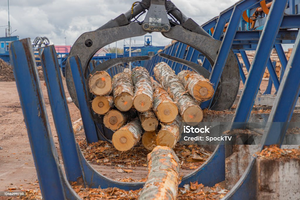 Sorting Logs Round Timber Logs Preparation Sorting Processing At Sawmill Wheel ...