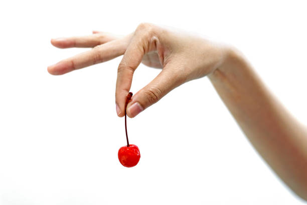 Morello cherrys in child's hands. Living in the countryside concept.