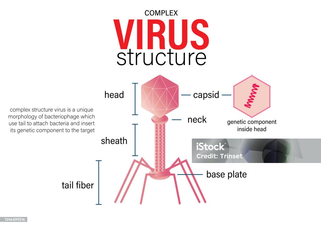 Virology Examples Virology Graphic Show Structure Of Complex Virus Stock Illustration ...