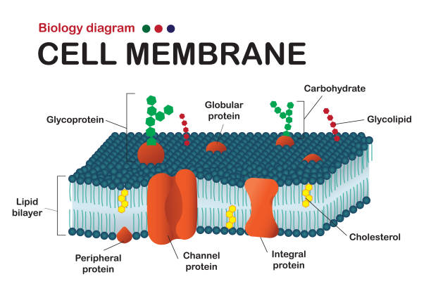 Biology diagram show structure of cell membrane (or plasma membrane) Biology diagram show structure of cell membrane (or plasma membrane) integral stock illustrations