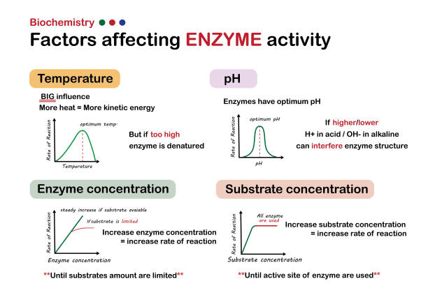 wissenschaftliches infografikdiagramm zeigt faktoren, die die enzymaktivität beeinflussen - enzyme stoffwechsel stock-grafiken, -clipart, -cartoons und -symbole