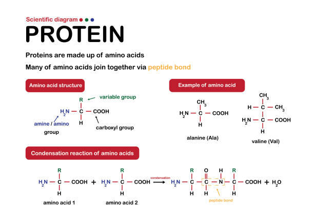 nauka o białku. struktura białka z aminokwasu - hydrolysis stock illustrations