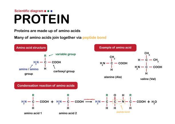 наука о белке. структура белка из аминокислоты - hydrolysis stock illustrations