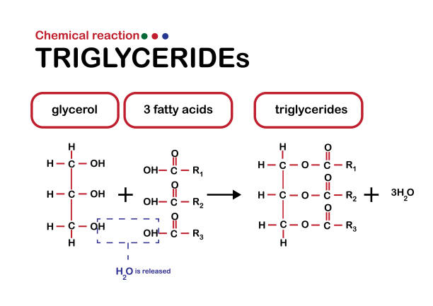 ilustraciones, imágenes clip art, dibujos animados e iconos de stock de reacción química muestra formación de triglicéridos - ácido grasos